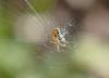 Mangora acalypha